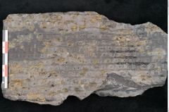 Foto (Detailansicht) von Sigillaria sp.  (NHMW-GEO-2024-0188-11175)